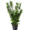 Boltze Topfpflanze Zamioculcas