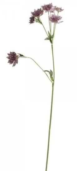 Chic Antique Fleur Distel 4