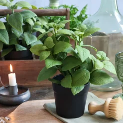 Chic Antique Fleur künstliche Minze