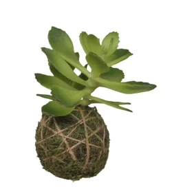 Chic Antique Fleur Sukkulente mit Moos Ball