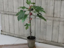 Chic Antique Künstlicher Feigenbaum mit altem Übertopf