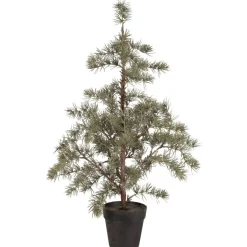 IB Laursen Zederbaum im Topf