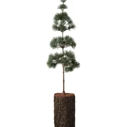 IB Laursen Zedernbaum künstlich aufgestammt mit Rindenfuß